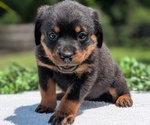 Small #2 Rottweiler