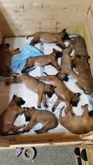 Belgian Malinois Puppy for sale in EAGLE RIVER, AK, USA