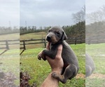 Small #10 Doberman Pinscher