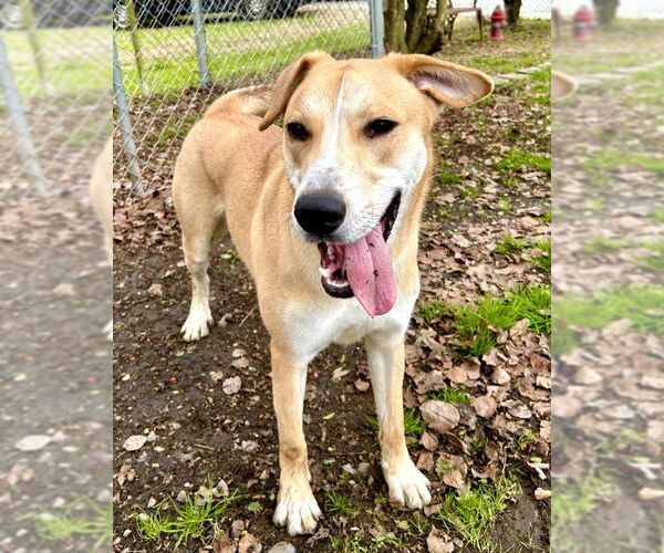 Medium Photo #3 Labrador Retriever-Unknown Mix Puppy For Sale in McDonough, GA, USA