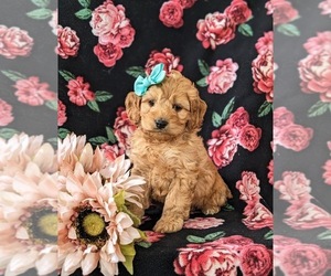 Cockapoo Puppy for sale in NOTTINGHAM, PA, USA