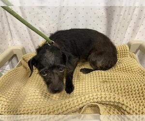 Cairn Terrier-Unknown Mix Dogs for adoption in Modesto, CA, USA