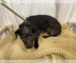 Small Cairn Terrier Mix