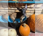Small Photo #18 Belgian Malinois Puppy For Sale in HOUSTON, TX, USA