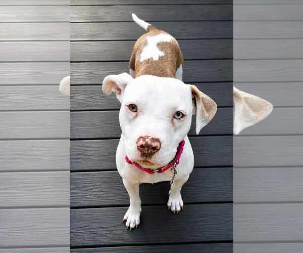 Medium Photo #2 Mutt Puppy For Sale in Clarkston, MI, USA