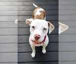 Small #1 Mutt