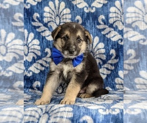 German Shepherd Dog Puppy for sale in OXFORD, PA, USA