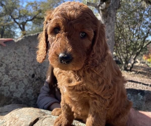 Medium Photo #1 Goldendoodle Puppy For Sale in PLACERVILLE, CA, USA