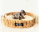 Small #2 Dachshund