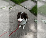 Small #1 Australian Shepherd