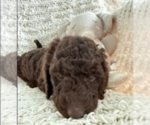 Small #3 Labradoodle mix (+ Poodle Standard)