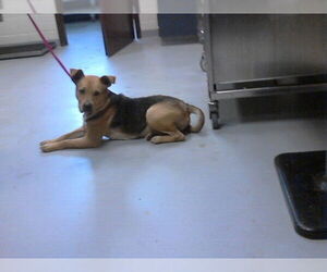 German Shepherd Dog-Unknown Mix Dogs for adoption in Fayetteville, NC, USA