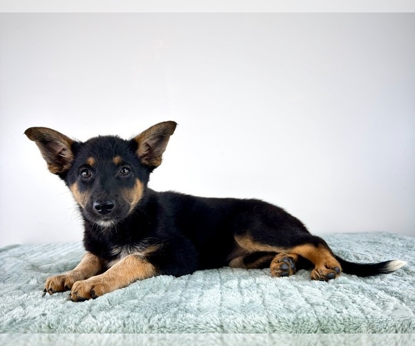 Medium Photo #3 Cattledog Shepherd Puppy For Sale in GREENFIELD, IN, USA