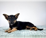 Small #2 Cattledog Shepherd