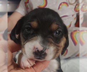 Beagle Puppy for sale in PORT HURON, MI, USA
