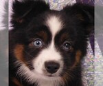 Small Photo #7 Miniature Australian Shepherd Puppy For Sale in CINCINNATI, OH, USA