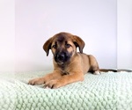 Small #3 Border Collie-Cane Corso Mix