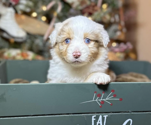 Australian Shepherd Puppy for sale in LUCASVILLE, OH, USA