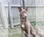 Small #3 Australian Kelpie Mix