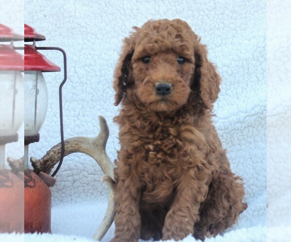 Medium Photo #6 Poodle (Standard) Puppy For Sale in EAST EARL, PA, USA