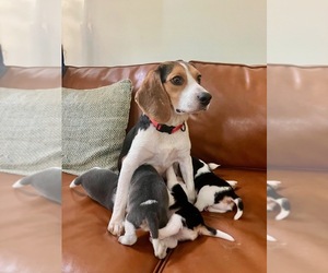 Mother of the Beagle puppies born on 03/14/2026