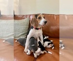 Small Photo #1 Beagle Puppy For Sale in PELL CITY, AL, USA