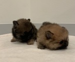 Small Photo #10 Pomeranian Puppy For Sale in SNOHOMISH, WA, USA
