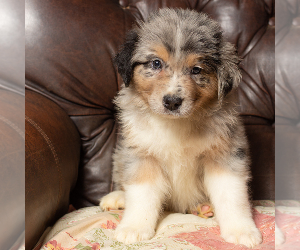Medium Photo #2 Australian Shepherd Puppy For Sale in ROCKY MOUNT, VA, USA