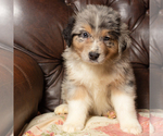 Small Photo #2 Australian Shepherd Puppy For Sale in ROCKY MOUNT, VA, USA