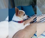 Small Photo #1 Chihuahua Puppy For Sale in MURPHY, NC, USA