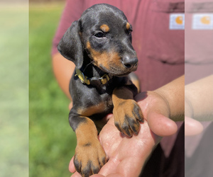 Doberman Pinscher Puppy for sale in GUSTINE, CA, USA