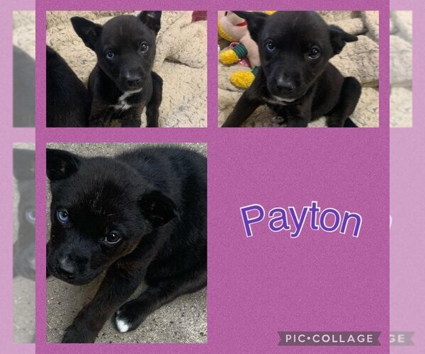 Medium Photo #2 Mutt Puppy For Sale in Spring, TX, USA
