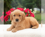Small #2 Golden Retriever