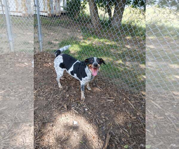Medium Photo #2 Bluetick Coonhound-Retriever  Mix Puppy For Sale in Martinsburg, WV, USA
