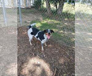 Blu - Male Bluetick Coonhound-Retriever  Mix Dog for Adoption - Photo #2
