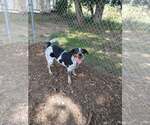 Small #1 Bluetick Coonhound-Retriever  Mix