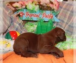 Small Photo #14 Great Dane Puppy For Sale in SPRAGGS, PA, USA