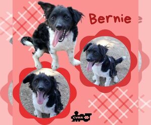 Border Collie-Pembroke Welsh Corgi Mix Dogs for adoption in Lindsay, CA, USA