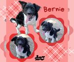 Small Border Collie-Pembroke Welsh Corgi Mix