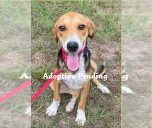 Beagle Dogs for adoption in Dunnellon, FL, USA