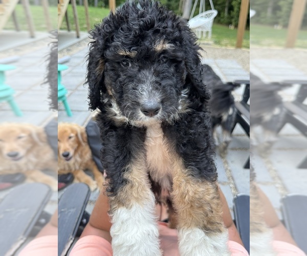 Medium Photo #11 Aussiedoodle-Bernedoodle Mix Puppy For Sale in LOGAN, OH, USA