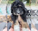Puppy Teddy James Aussiedoodle-Bernedoodle Mix