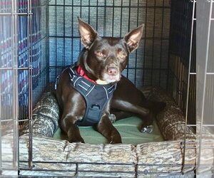 Loki - Male Australian Kelpie-Unknown Mix Dog for Adoption - Photo #6