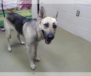 German Shepherd Dog-Unknown Mix Dogs for adoption in Moreno Valley, CA, USA