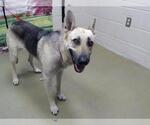 Small German Shepherd Dog Mix
