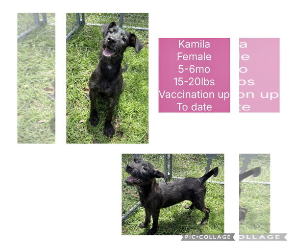 Medium Photo #1 Mutt Puppy For Sale in Virginia Beach, VA, USA