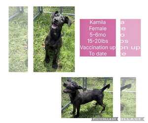 Mutt Dogs for adoption in Virginia Beach, VA, USA