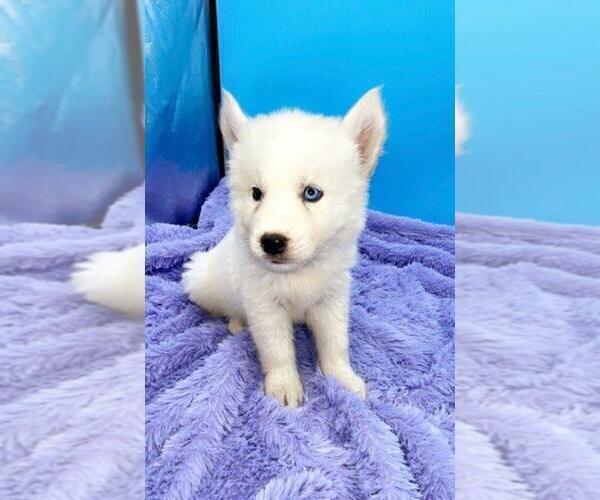 Medium Photo #5 Siberian Husky Puppy For Sale in SANDY HOOK, KY, USA