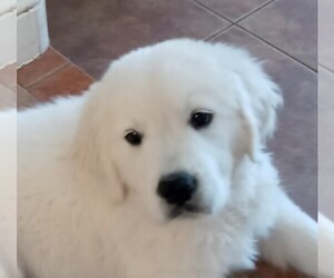 Golden Retriever Puppy for sale in BEATTY, NV, USA
