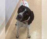 Small German Shorthaired Pointer